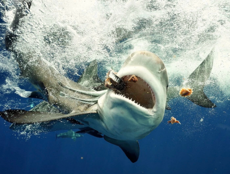 شاهد تصادم سمكتي قرش في فلوريدا للحصول على نفس الطعم